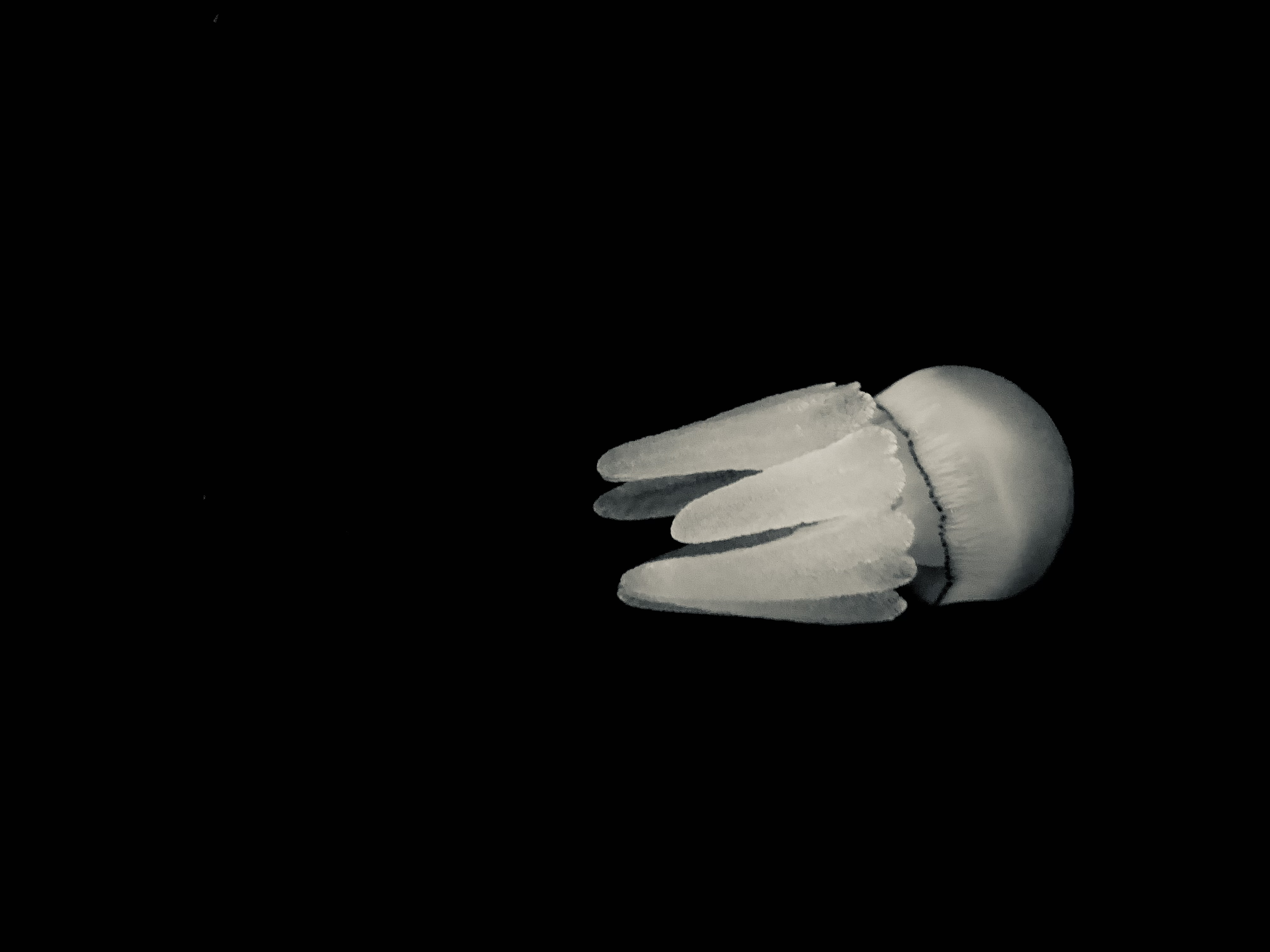 Photo of a jellyfish, an interpretation of 'dark energy' moving. 
